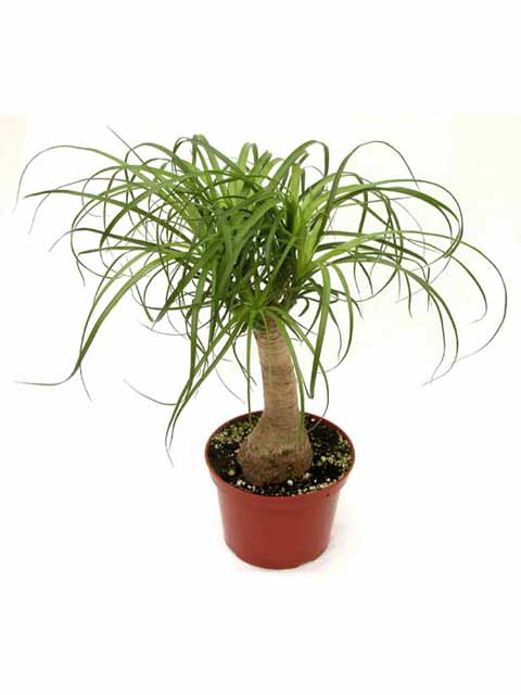 6" Beaucarnea (Ponytail Palm)